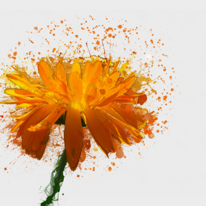 Calendula flower