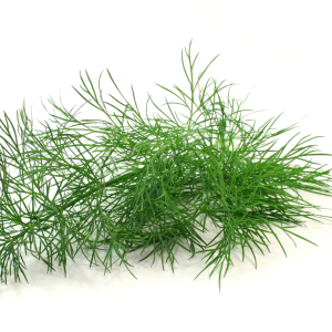 Dill for Hungarian Mushroom Soup